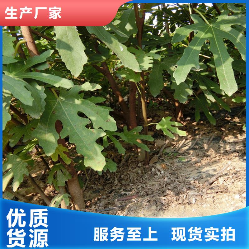 源頭廠家直供，無花果桃樹苗支持來圖定制，網(wǎng)絡(luò)銷售開啟新篇章
